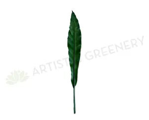 LEA0130 Brid Nest Single Leaf 58cm dried green plant  