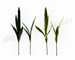 LEA0131 Mother-in-laws Tongue / Snake Plant / Sansevieria 2 Sizes Plain Green / Variegated xl flower pot  