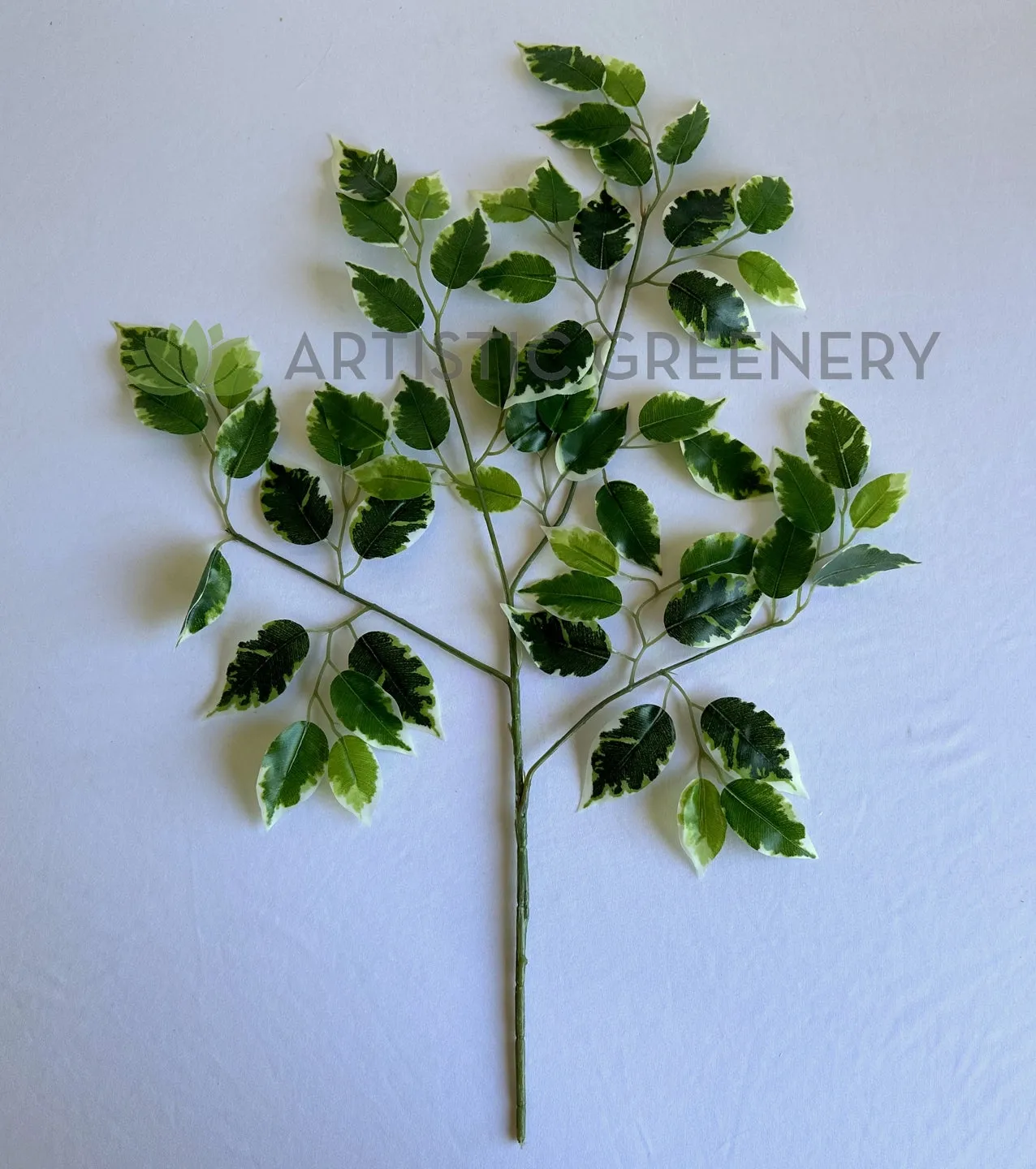 LEA0141 Variegated Ficus Leave