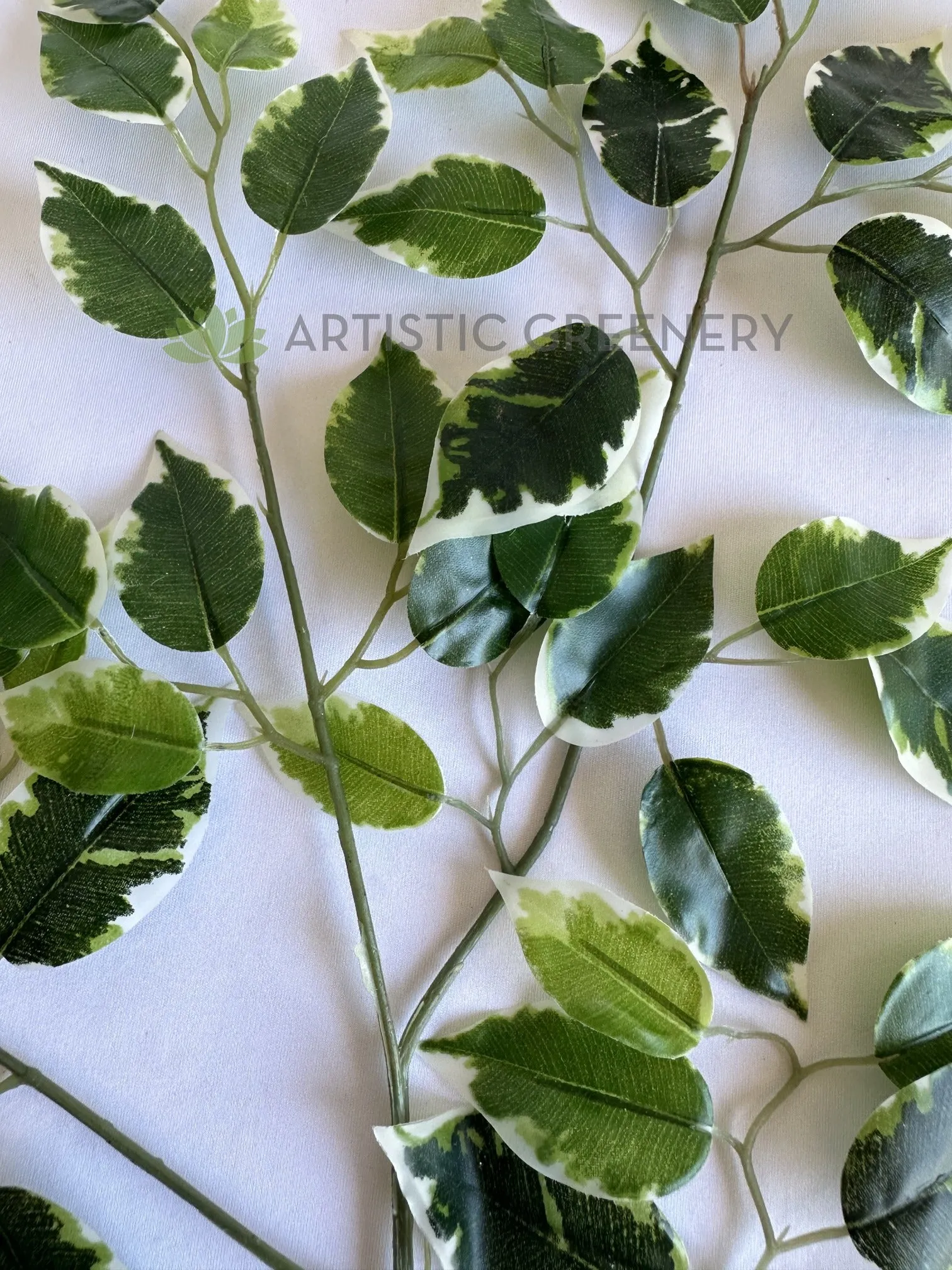 LEA0141 Variegated Ficus Leave