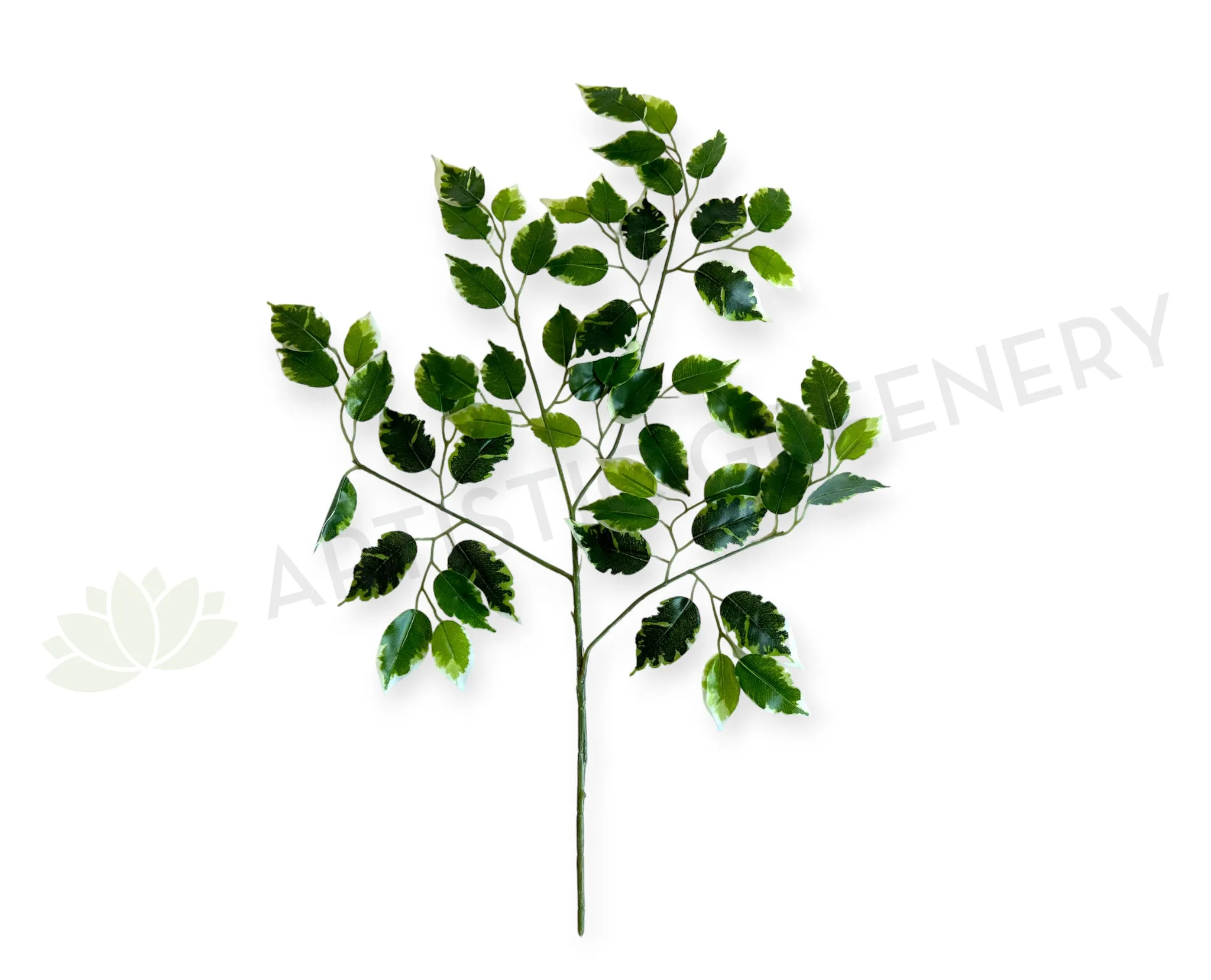 LEA0141 Variegated Ficus Leave dried green plant  
