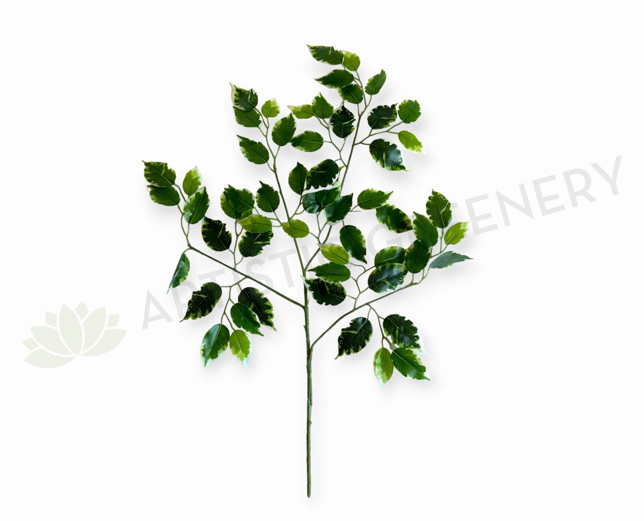 LEA0141 Variegated Ficus Leave xl flower pot  