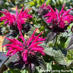 Leading Lady Razzberry Bee Balm | Monarda traditional flower vase  
