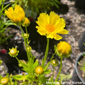 Leading Lady Sophia Tickseed |  Coreopsis traditional flower vase  