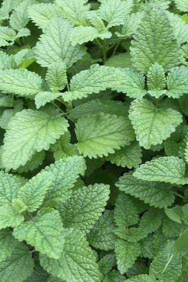 Lemon Balm Seeds Art Pack