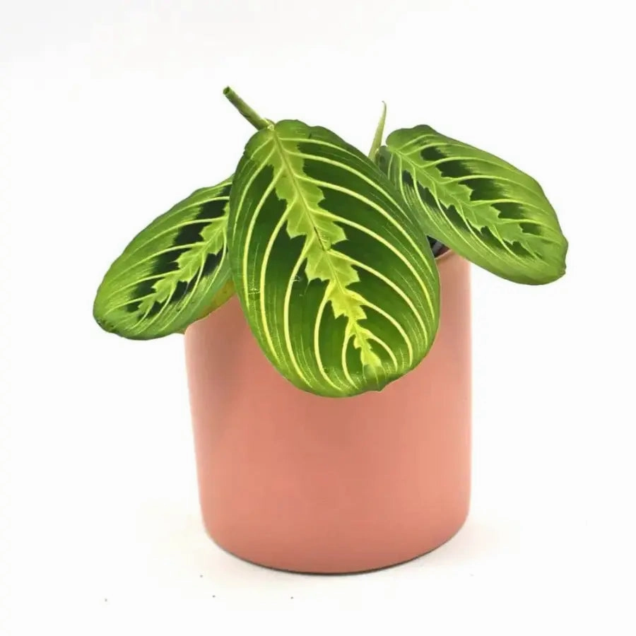 Lemon Lime Maranta large flower pot  