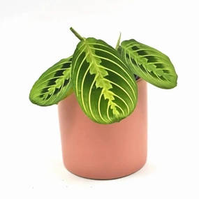 Lemon Lime Maranta large flower pot  