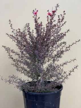 Leptospermum 'Nanum Rubrum' small flower pot  