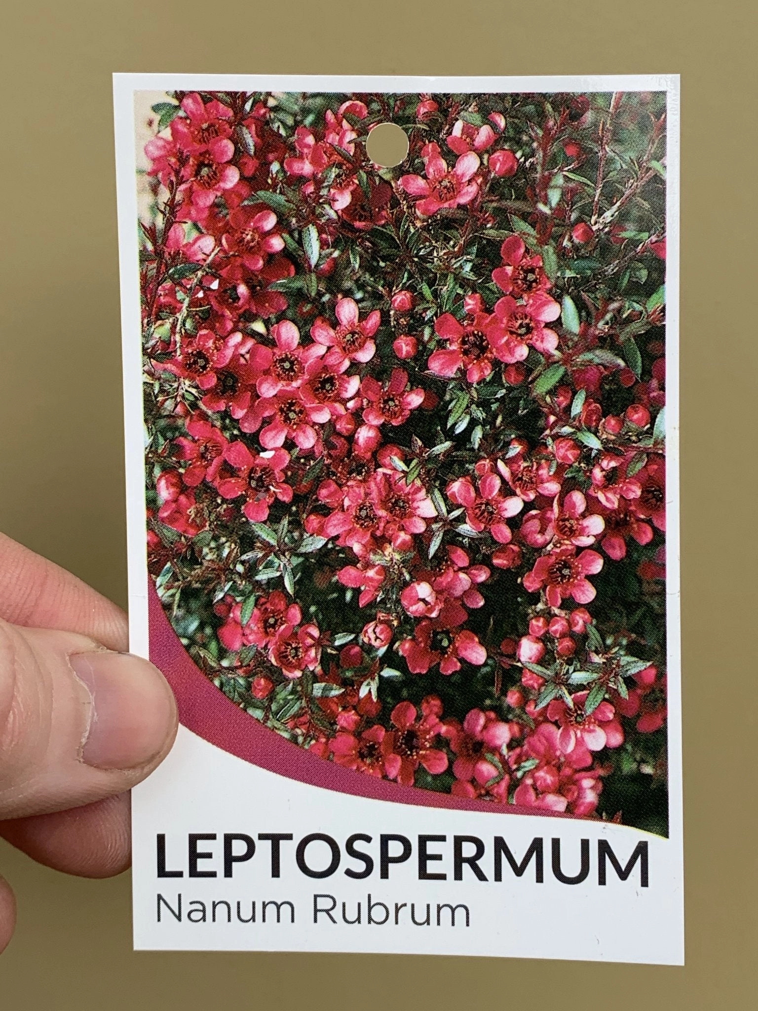 Leptospermum 'Nanum Rubrum'