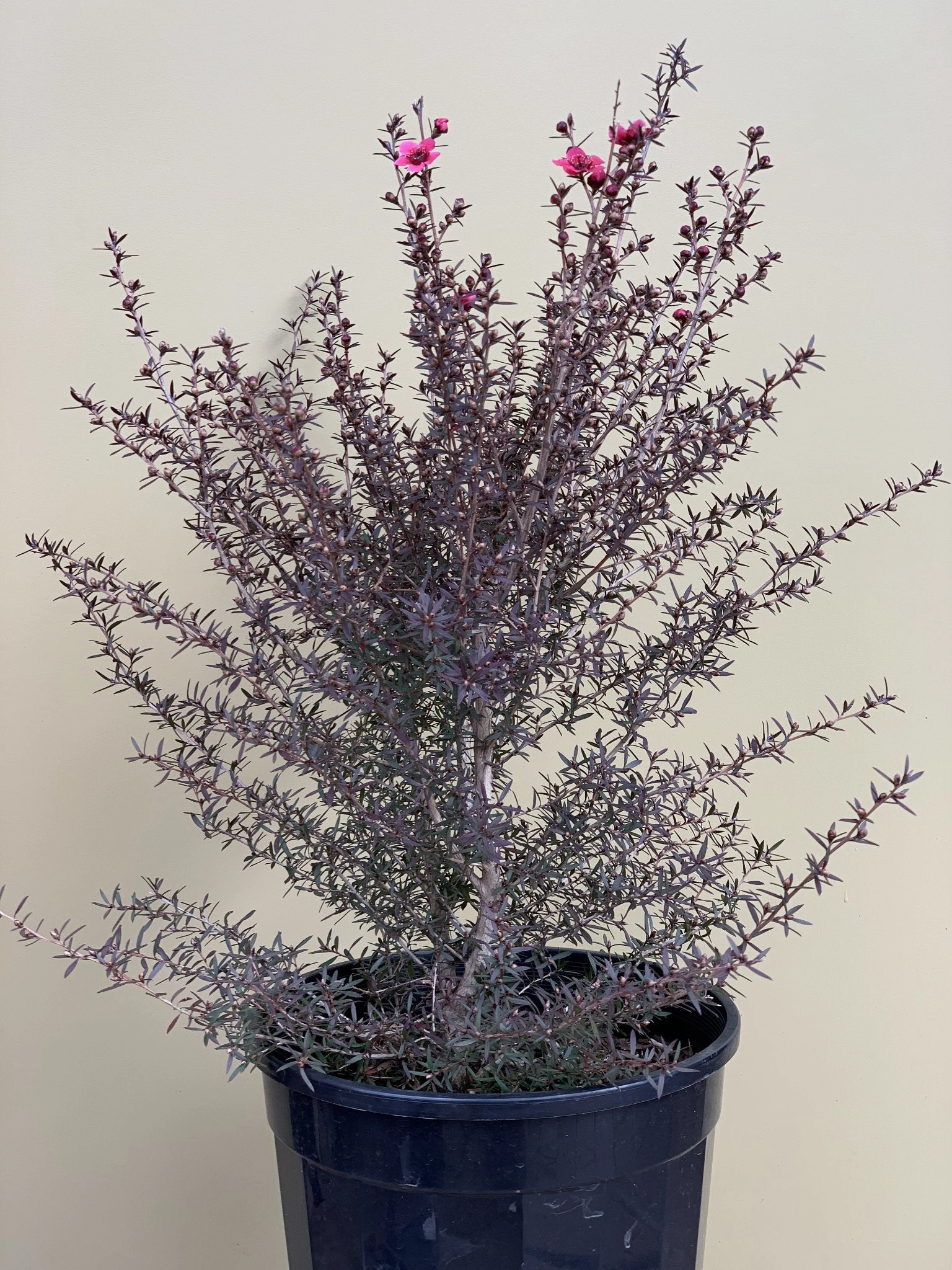 Leptospermum 'Nanum Rubrum' small flower pot  