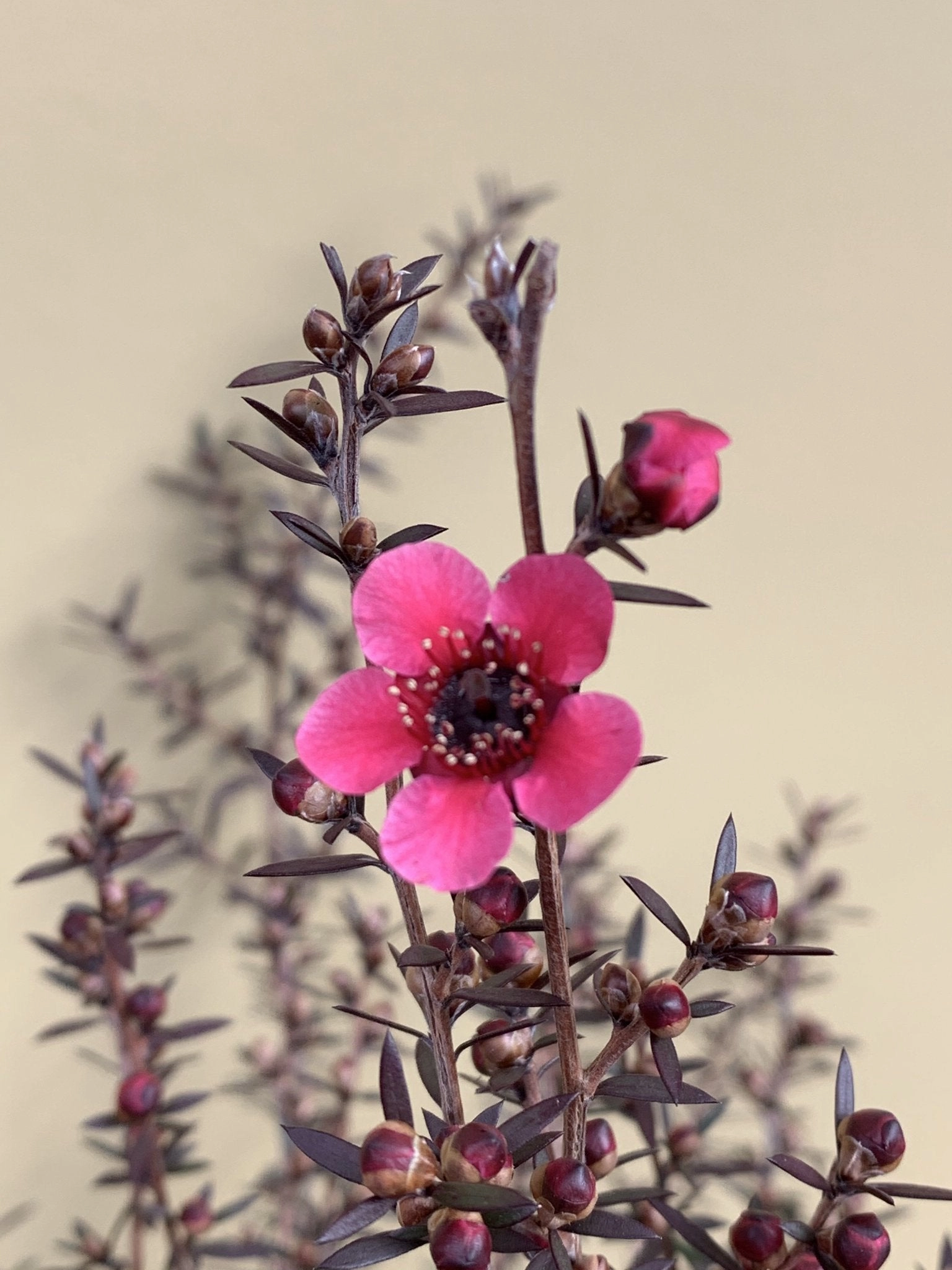 Leptospermum 'Nanum Rubrum'
