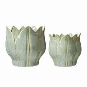 Leslie Pot Green plant seeds  