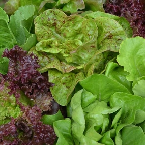 Lettuce, SSE Mix Organic Seeds small flower pot  