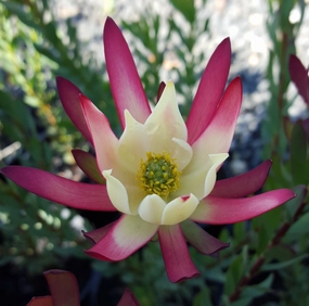 Leucadendron 'Amy' small flower pot  
