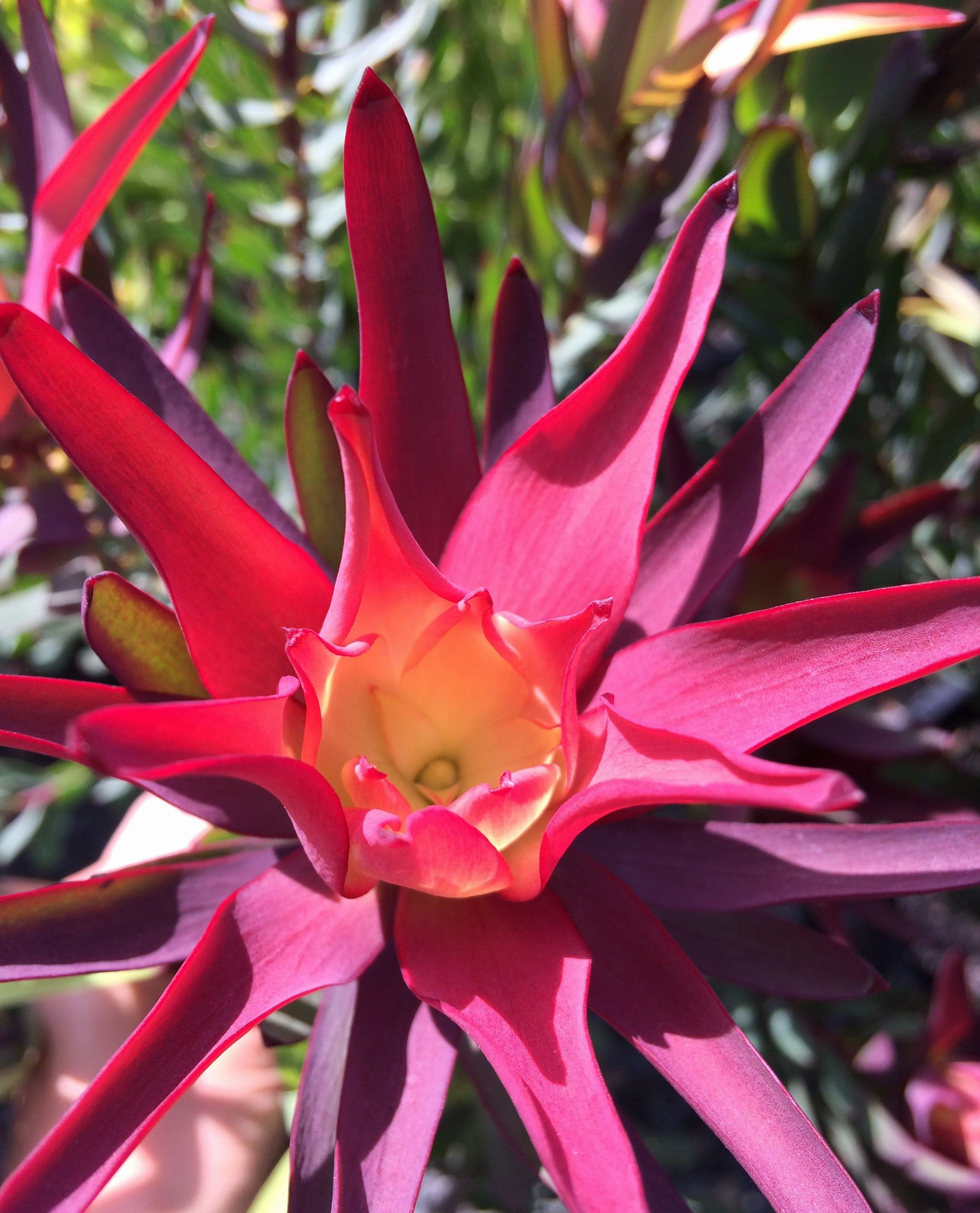 Leucadendron 'Red Devil' small flower pot  