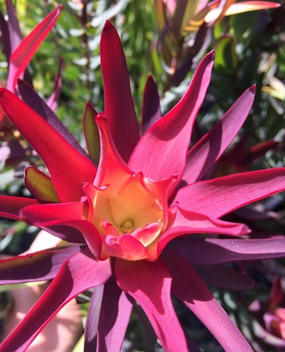 Leucadendron 'Red Devil' small flower pot  