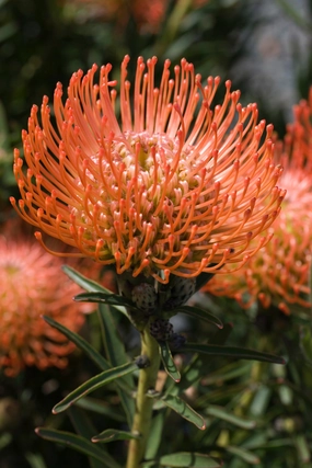 Leucospermum cordifolium small flower pot  