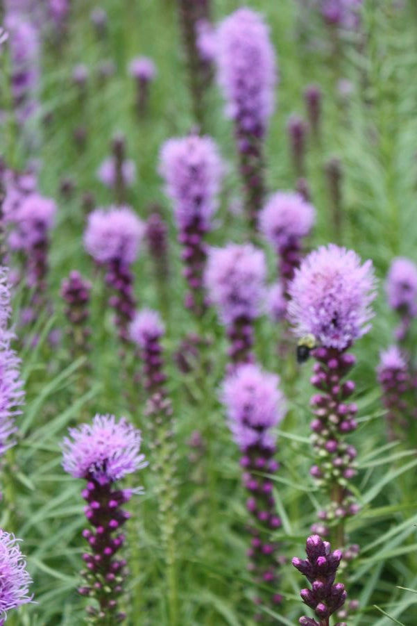 Liatris spicata #1