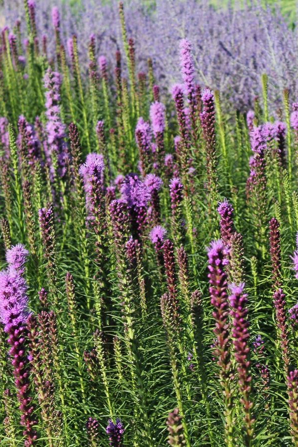 Liatris spicata #1