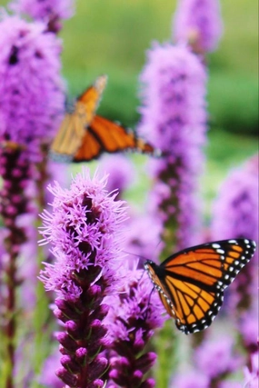 Liatris spicata #1 decorative flowerpot  