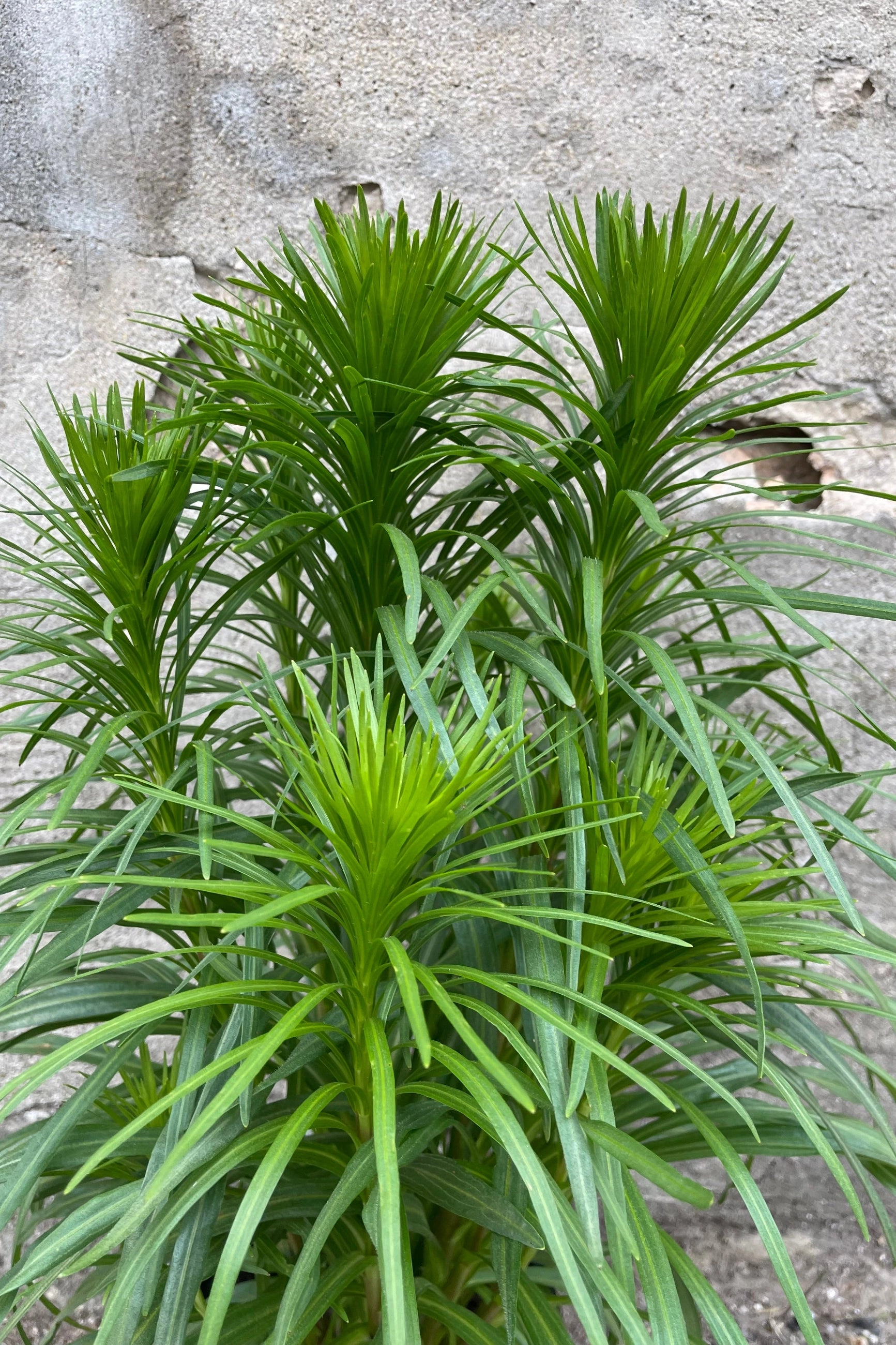 Liatris spicata #1