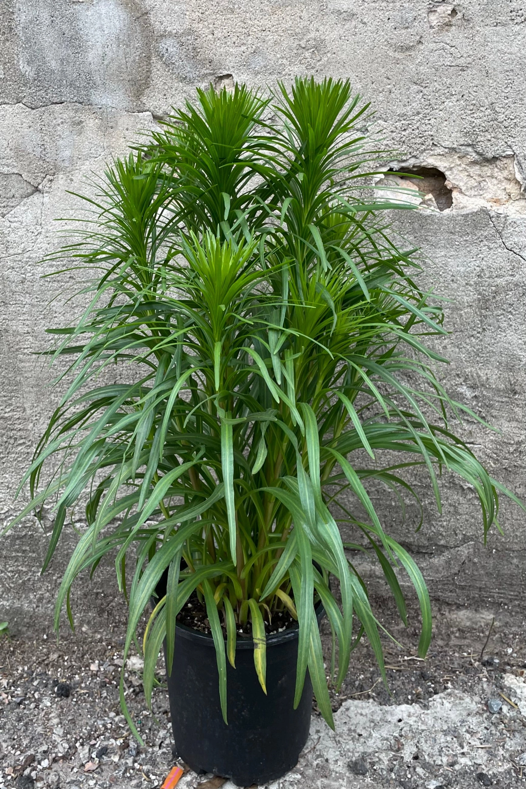 Liatris spicata #1
