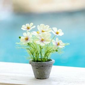 Light Yellow Flowering Cosmo Plant xl flower pot  