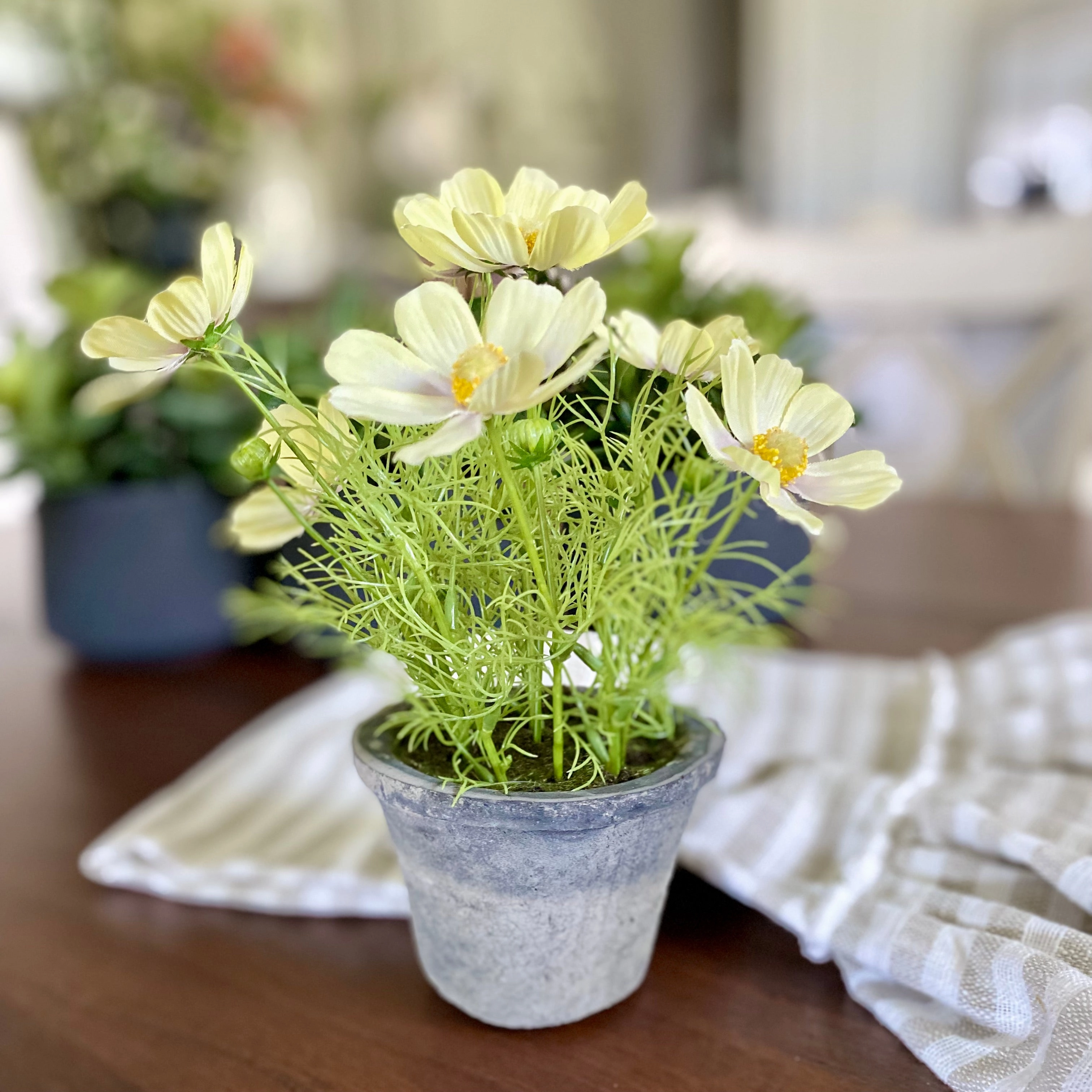 Light Yellow Flowering Cosmo Plant