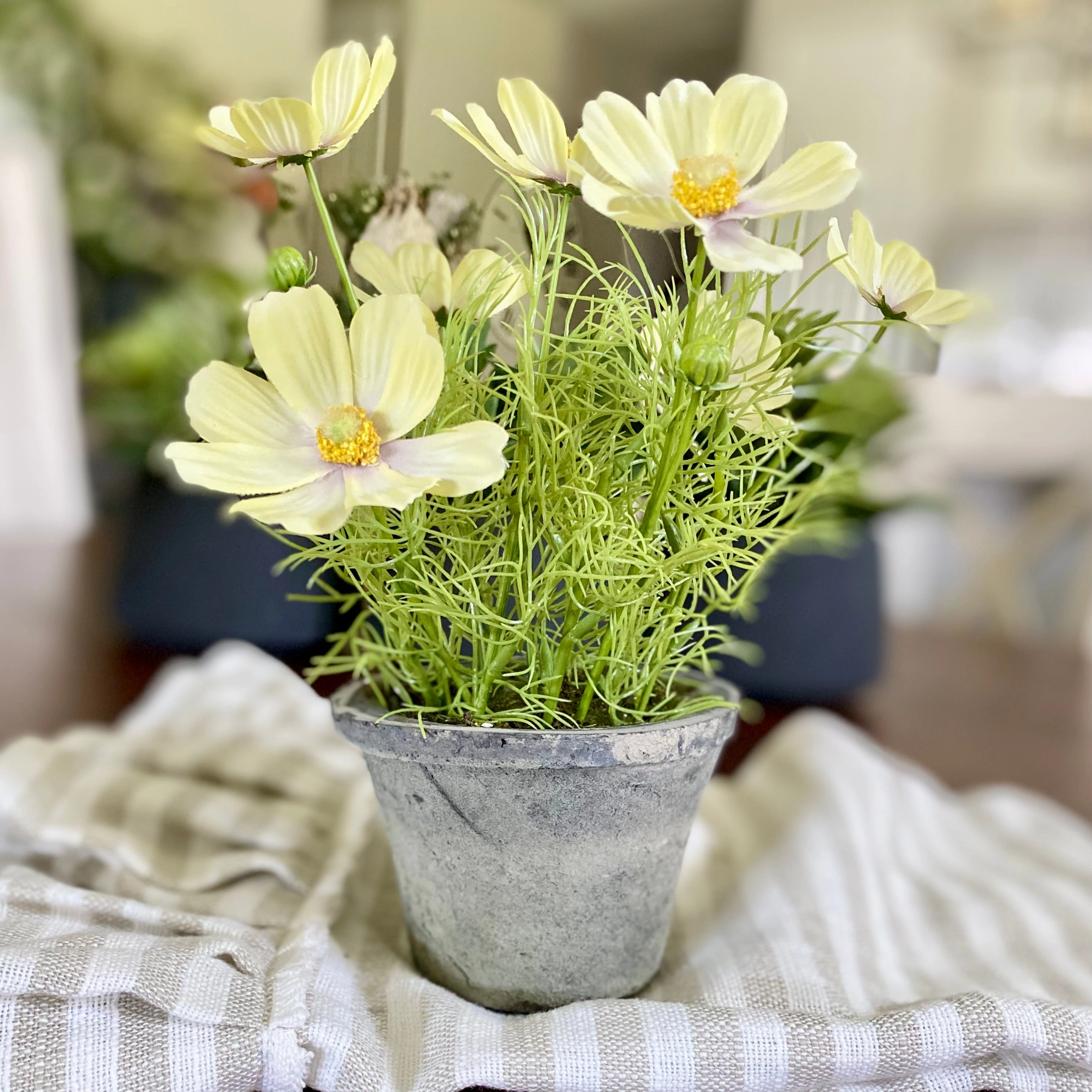 Light Yellow Flowering Cosmo Plant