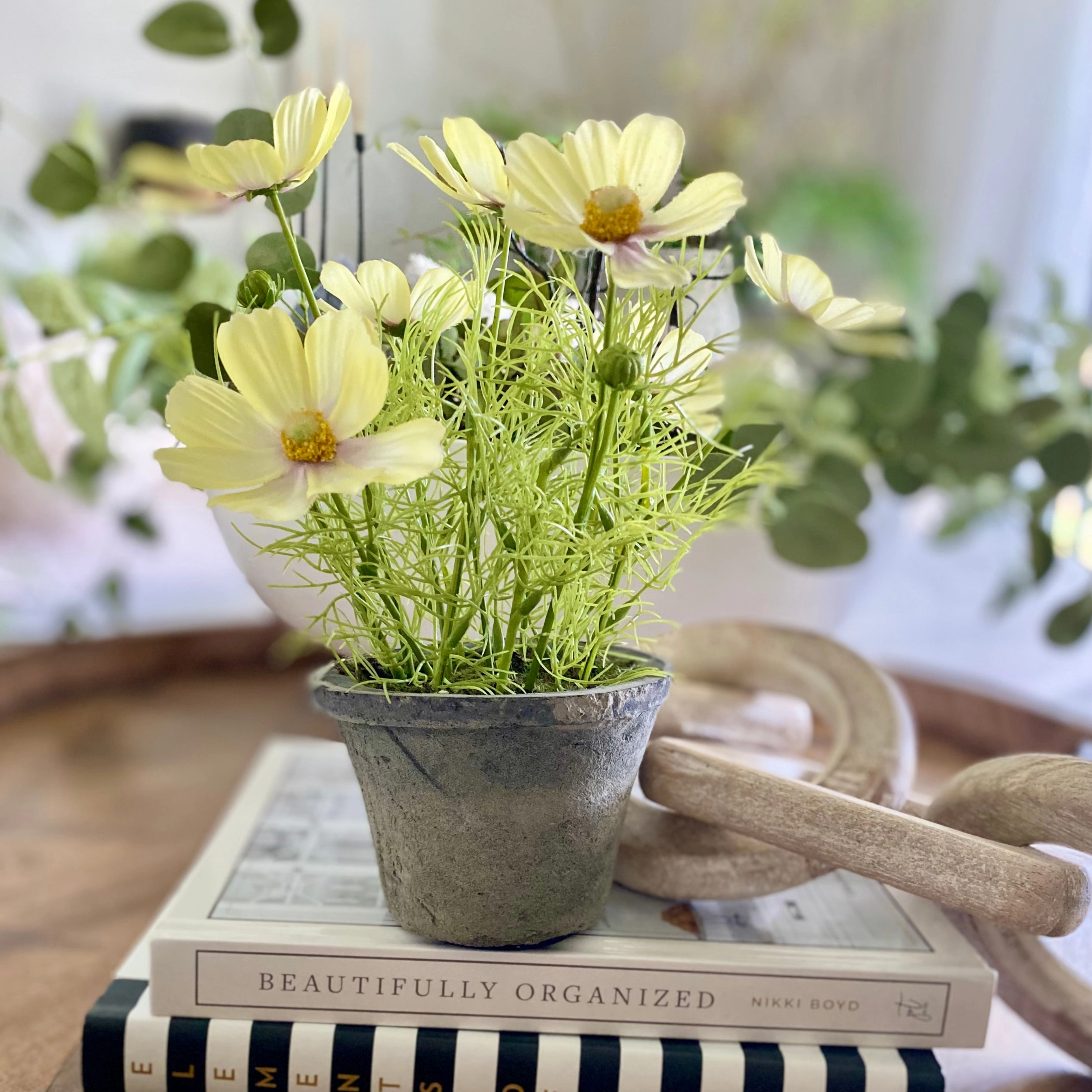 Light Yellow Flowering Cosmo Plant