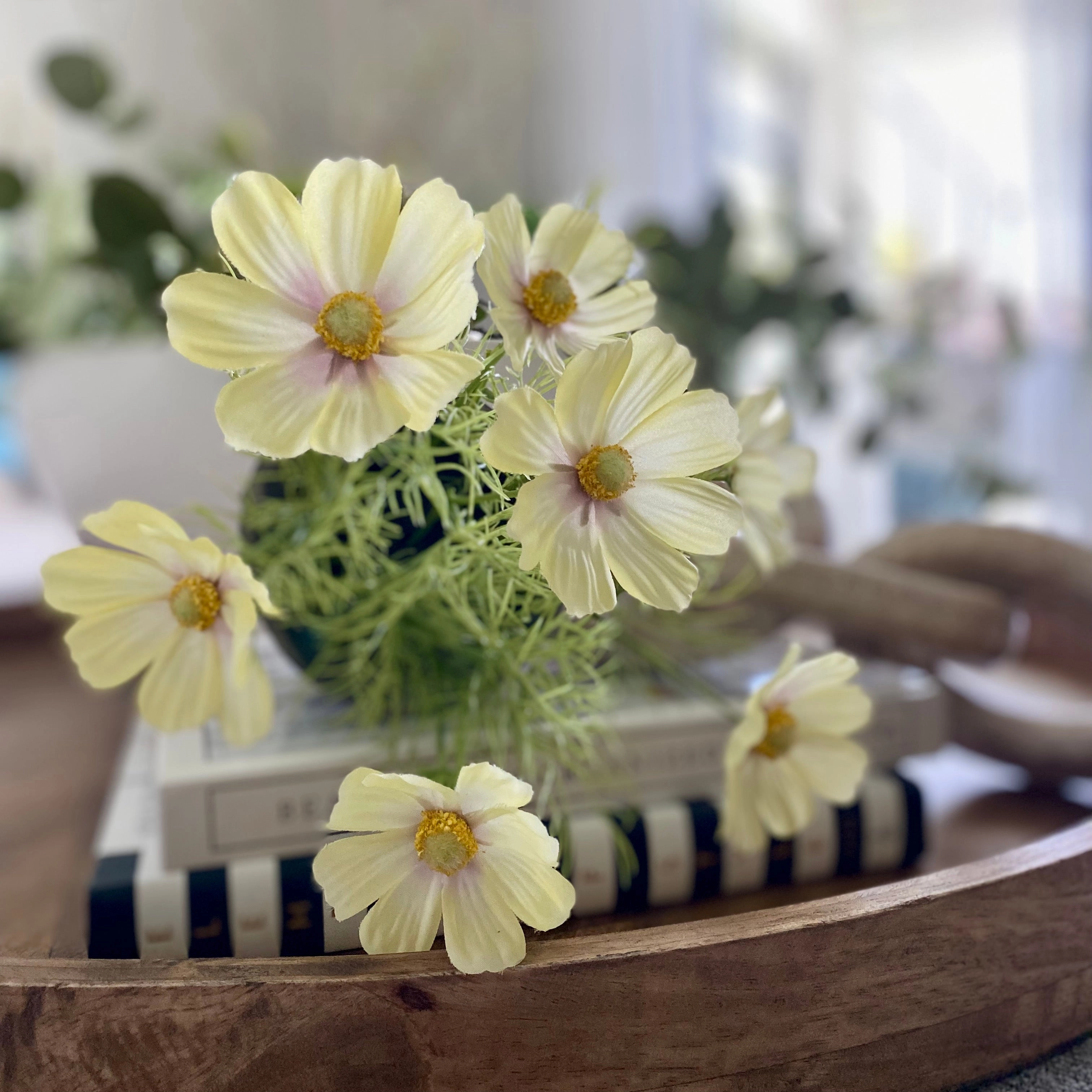 Light Yellow Flowering Cosmo Plant