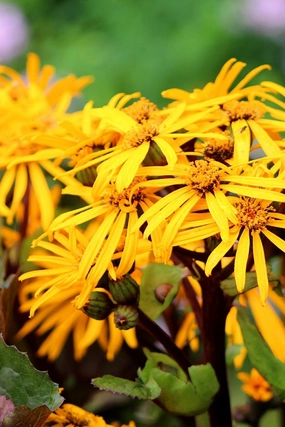 Ligularia 'Othello' #2 decorative flowerpot  