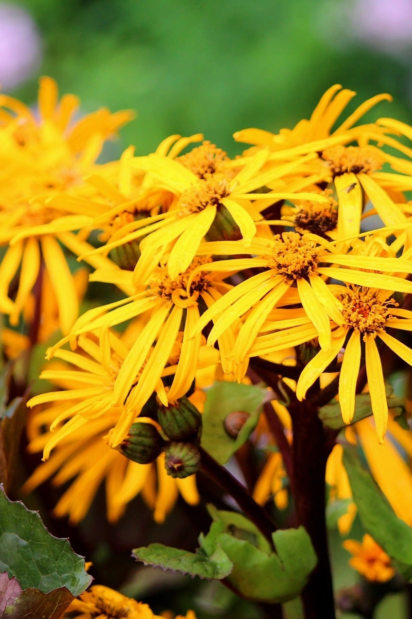 Ligularia 'Othello' #2 decorative flowerpot  