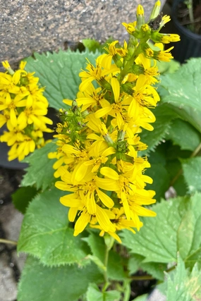 Ligularia s. 'The Rocket' #2 decorative flowerpot  