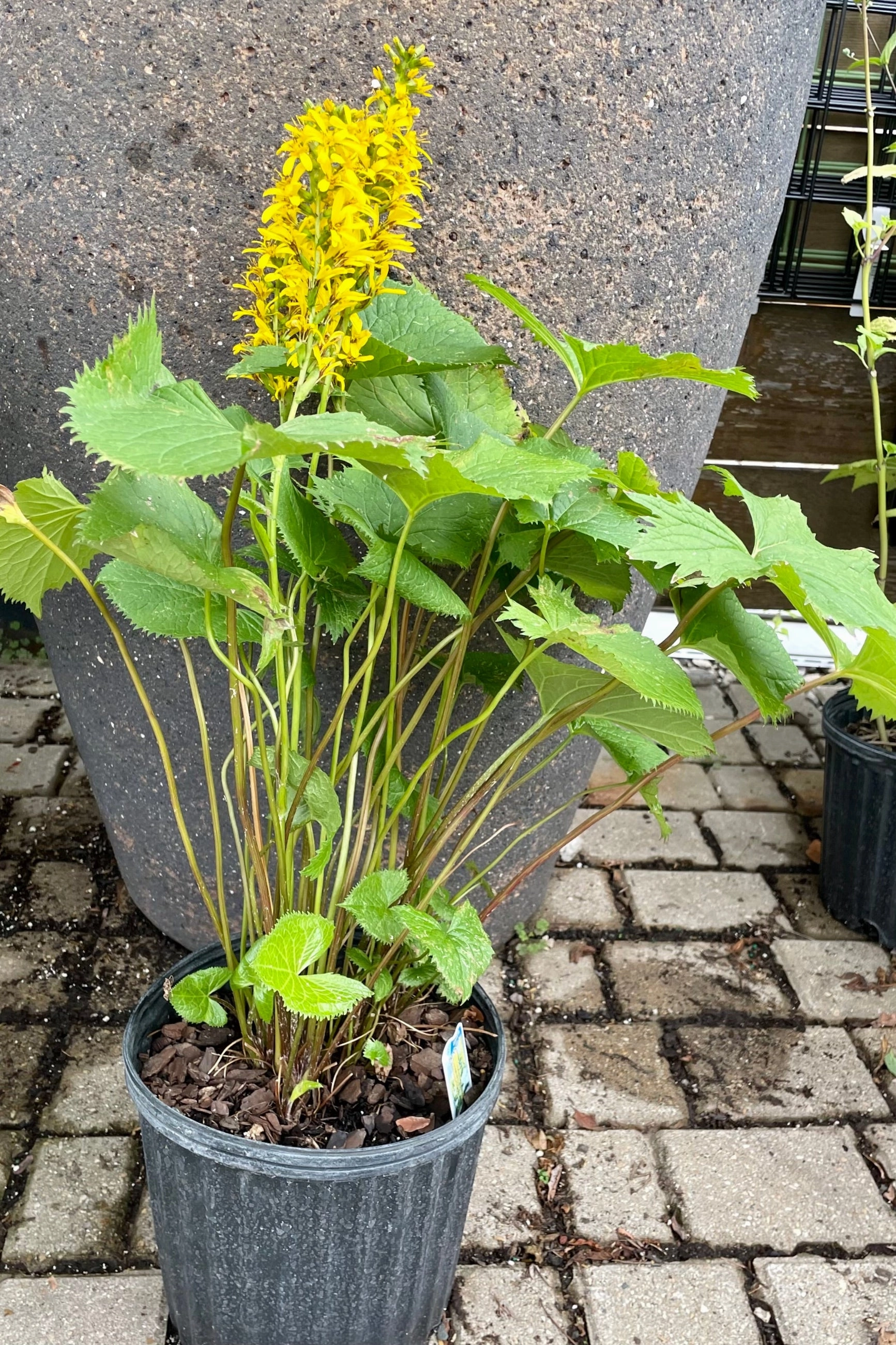 Ligularia s. 'The Rocket' #2