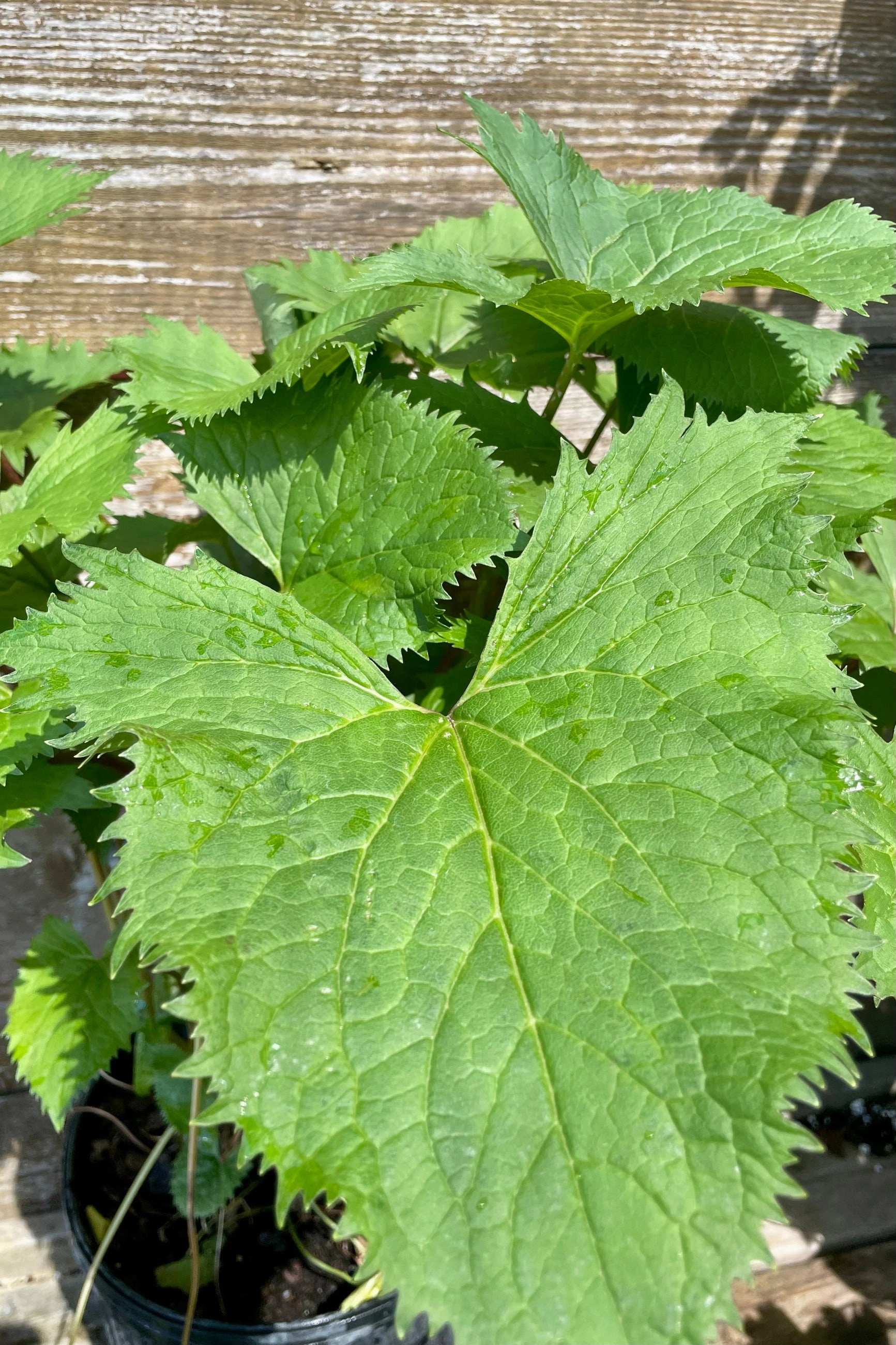 Ligularia s. 'The Rocket' #2