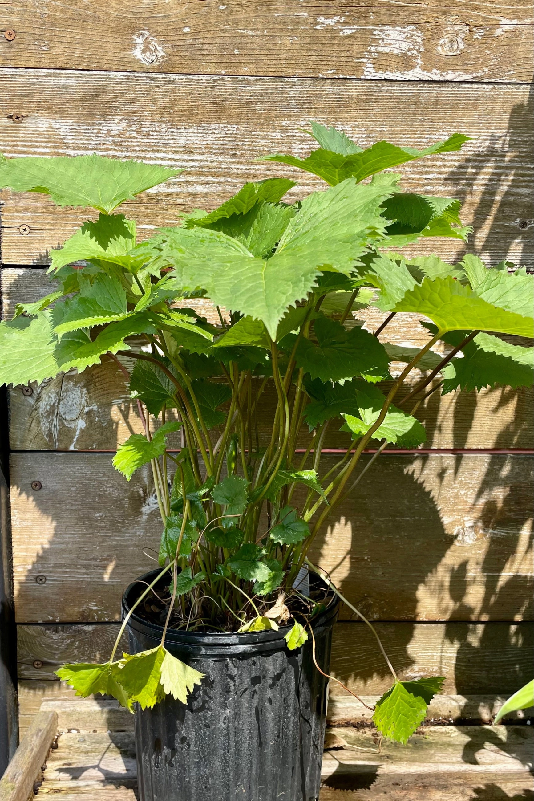 Ligularia s. 'The Rocket' #2
