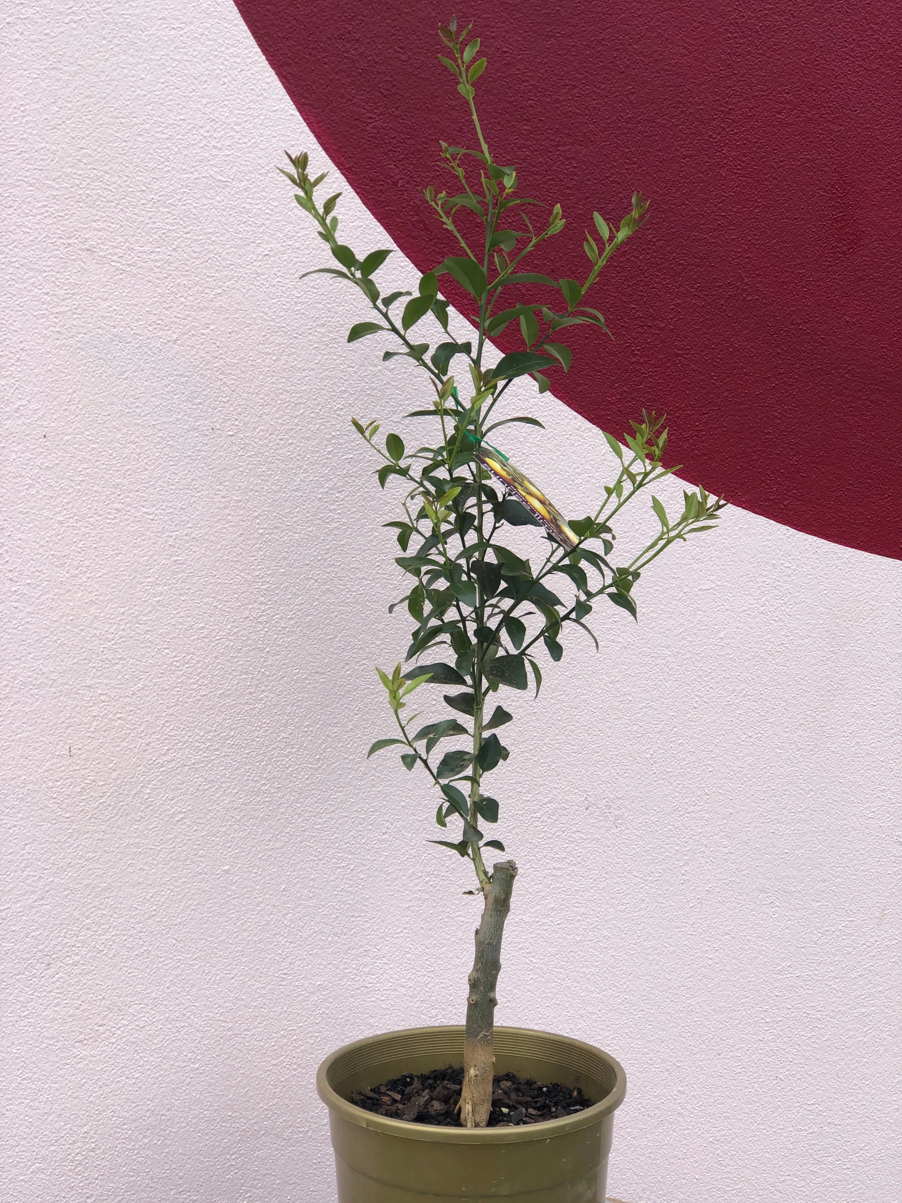 Lime 'Sunrise' small flower pot  