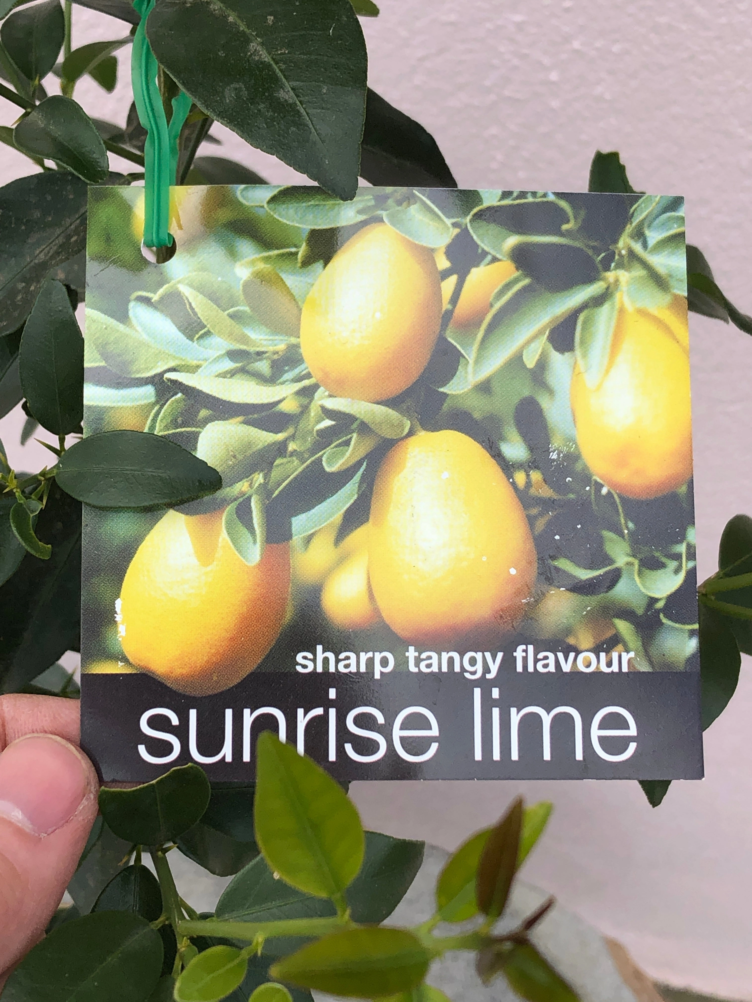 Lime 'Sunrise'