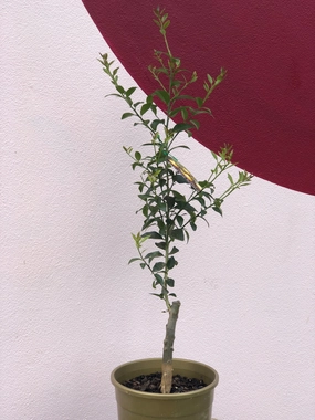 Lime 'Sunrise' small flower pot  