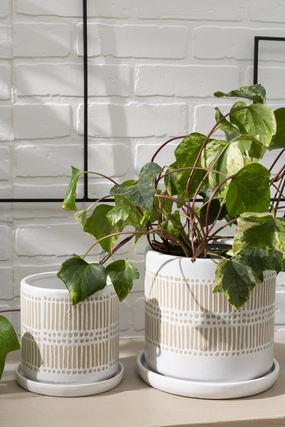 Linden Pot plant seeds  