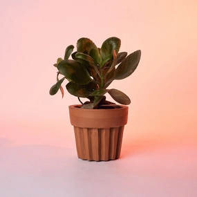 Linear Table Planter cactus succulent plant  