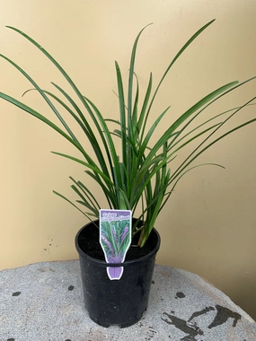 Liriope muscari 'Evergreen Giant' small flower pot  