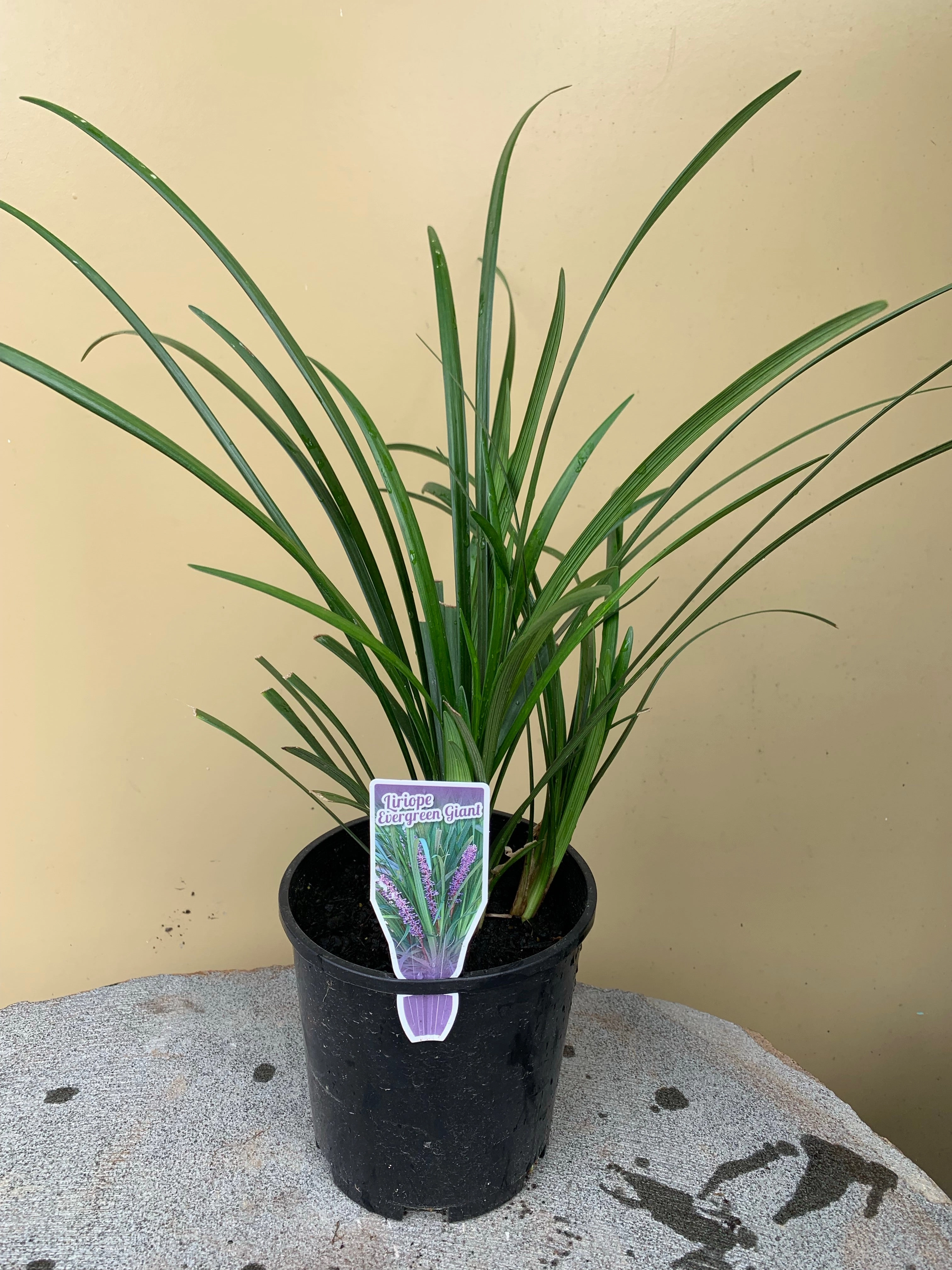 Liriope muscari 'Evergreen Giant' small flower pot  