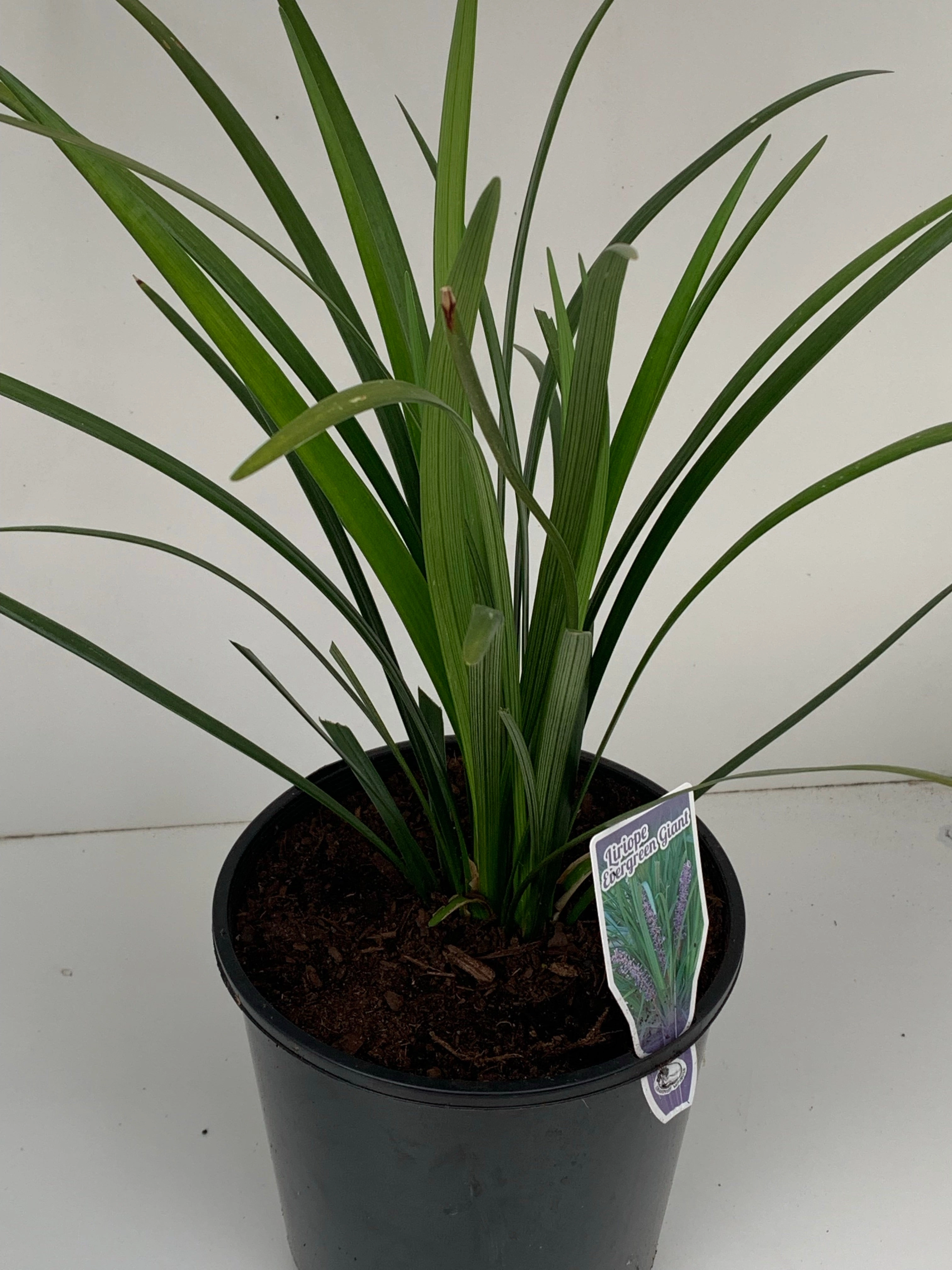 Liriope muscari 'Evergreen Giant'