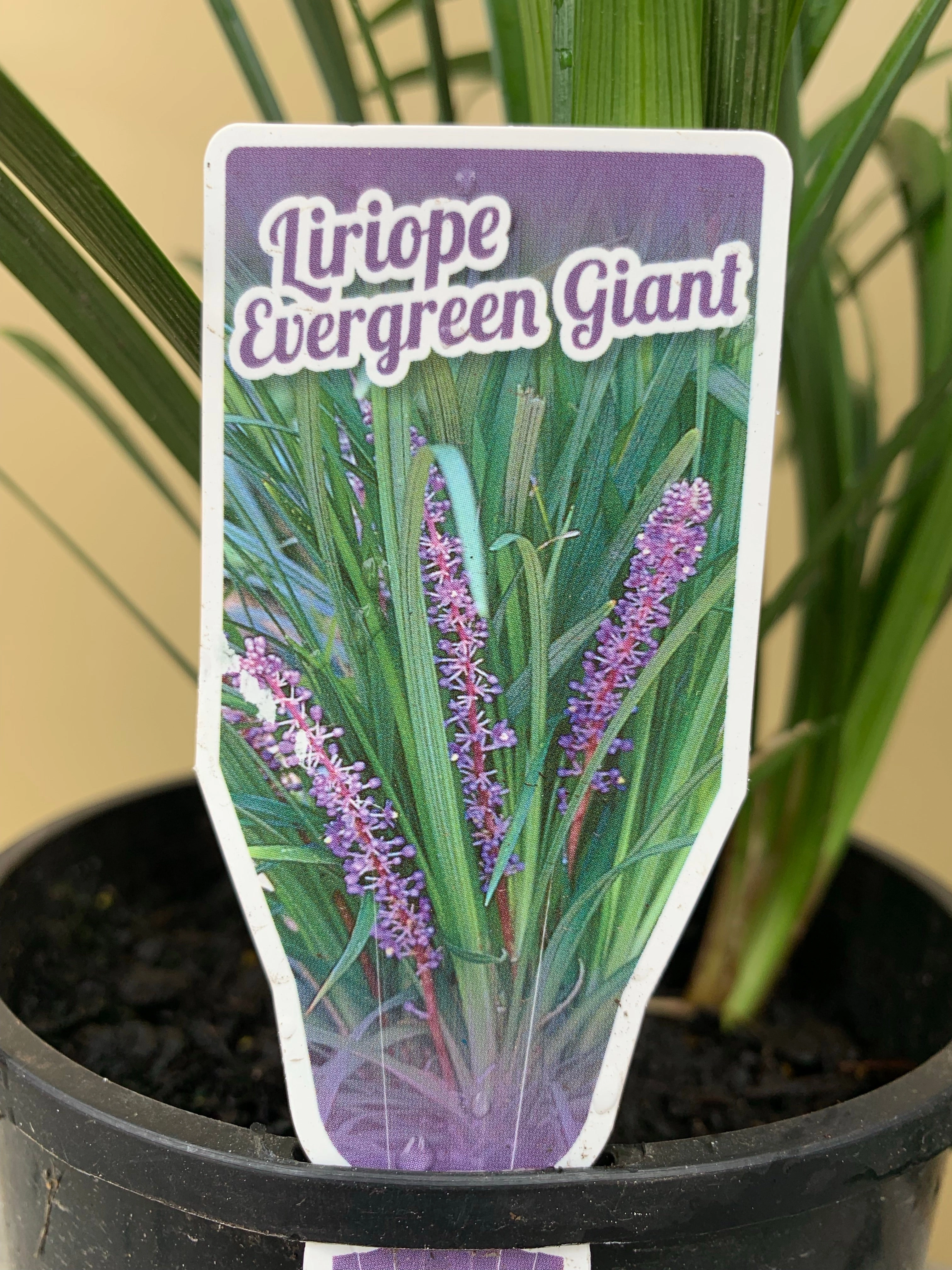 Liriope muscari 'Evergreen Giant'