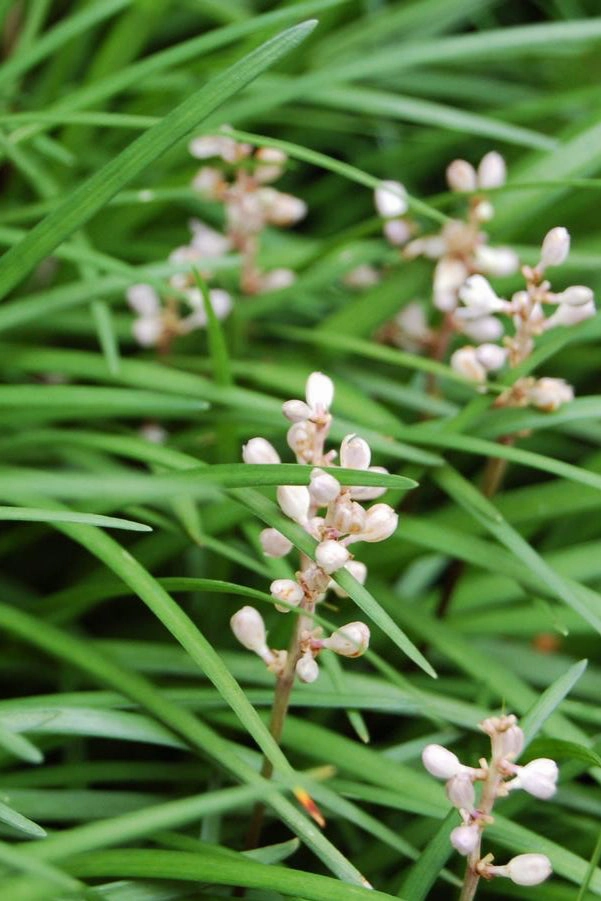 Liriope spicata 3"