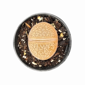 Lithops aucampiae L. Bolus mini ornamental plant  