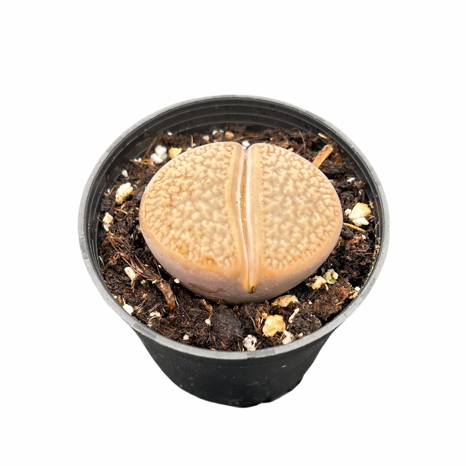 Lithops aucampiae L. Bolus