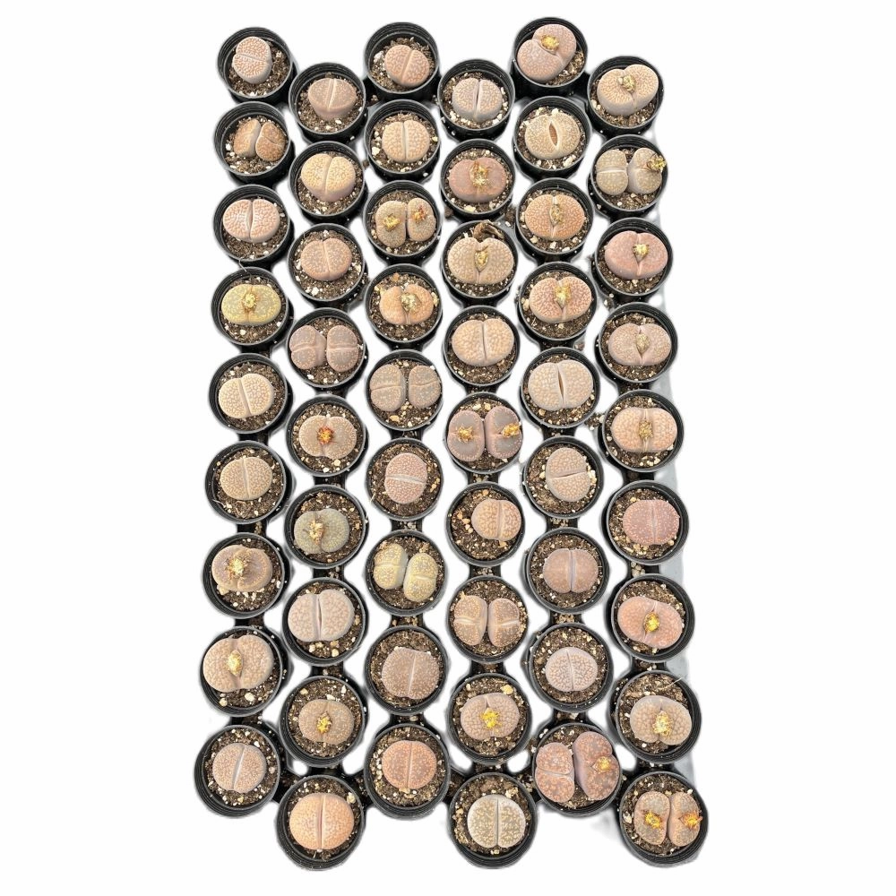 Lithops aucampiae L. Bolus Bulk 54 Tray - 2in Pot